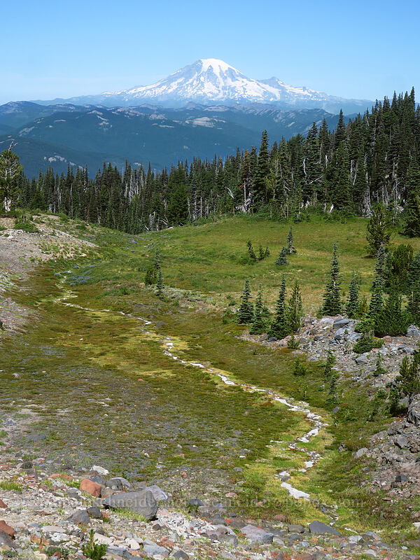 Mount Rainier & alpine meadows [Adams Glacier Meadows, Mt. Adams Wilderness, Skamania County, Washington]
