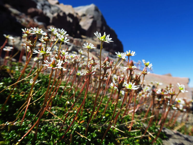 Tolmie's saxifrage (Micranthes tolmiei (Saxifraga tolmiei)) [Adams Glacier Meadows, Mt. Adams Wilderness, Skamania County, Washington]