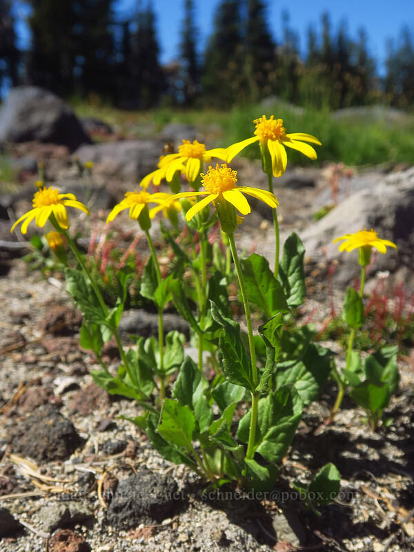 slender mountain arnica (Arnica gracilis (Arnica latifolia var. gracilis)) [Adams Glacier Meadows, Mt. Adams Wilderness, Skamania County, Washington]