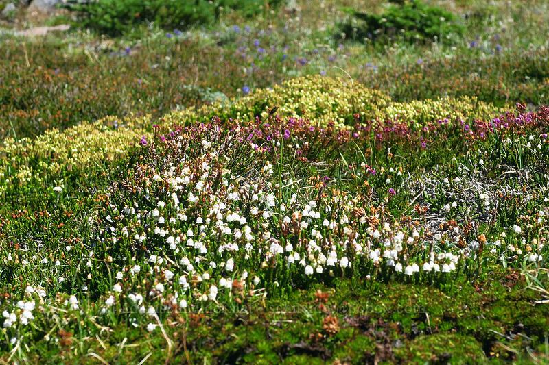 three colors of heather (Cassiope mertensiana, Phyllodoce empetriformis, Phyllodoce glanduliflora) [Adams Glacier Meadows, Mt. Adams Wilderness, Skamania County, Washington]
