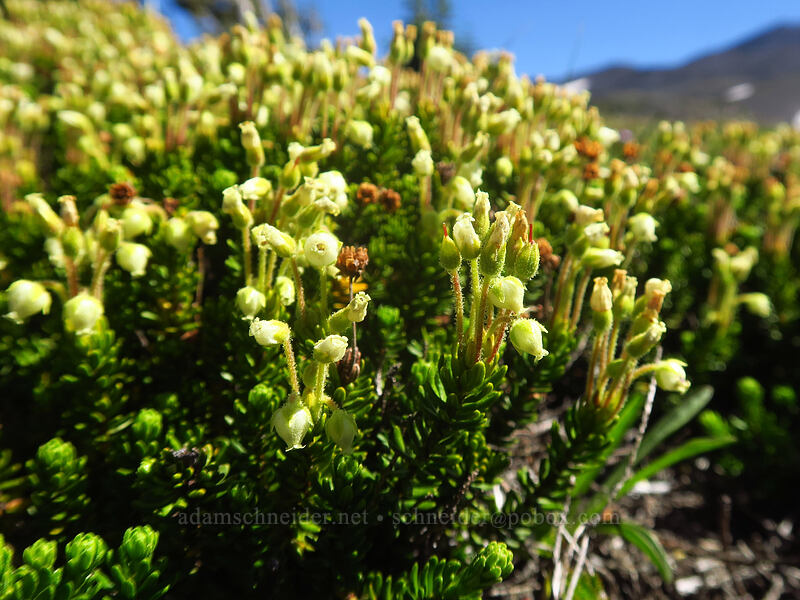 yellow mountain heather (Phyllodoce glanduliflora) [Adams Glacier Meadows, Mt. Adams Wilderness, Skamania County, Washington]