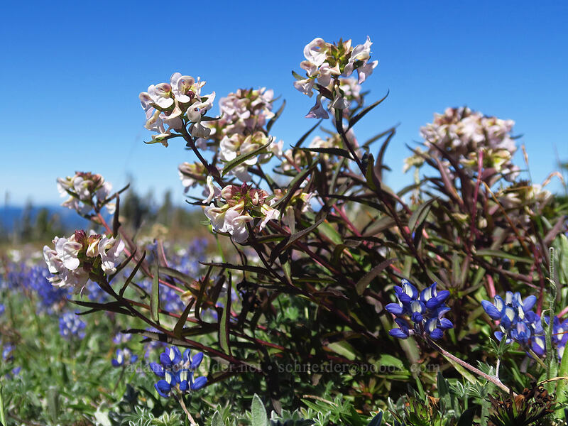 sickle-top lousewort (Pedicularis racemosa) [Adams Glacier Meadows, Mt. Adams Wilderness, Skamania County, Washington]