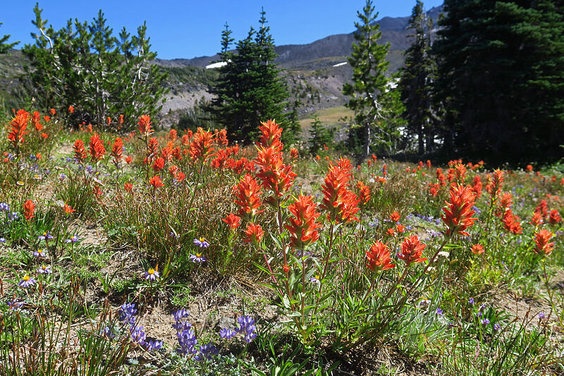 scarlet paintbrush (Castilleja miniata) [Adams Glacier Meadows, Mt. Adams Wilderness, Skamania County, Washington]