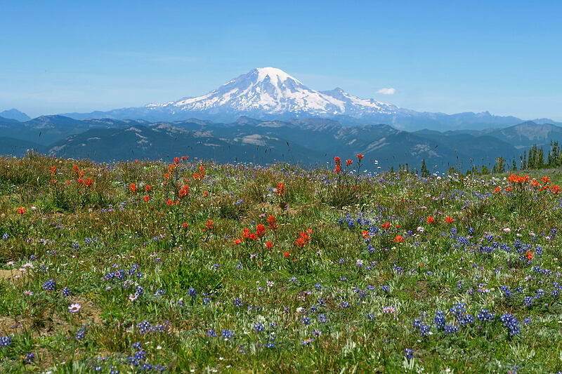 Mount Rainier & wildflowers [Adams Glacier Meadows, Mt. Adams Wilderness, Skamania County, Washington]