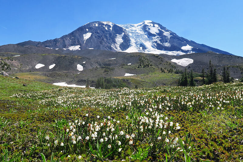white mountain heather & Mount Adams (Cassiope mertensiana) [Adams Glacier Meadows, Mt. Adams Wilderness, Skamania County, Washington]
