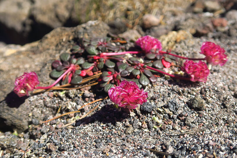 hot pink pussypaws (Calyptridium umbellatum (Cistanthe umbellata)) [Adams Glacier Meadows, Mt. Adams Wilderness, Skamania County, Washington]