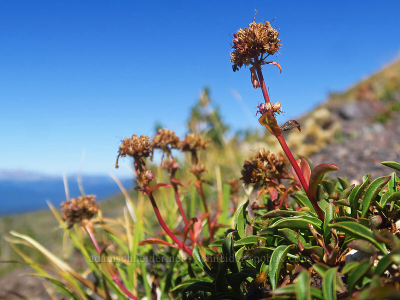 small-flowered penstemon, gone to seed (Penstemon procerus) [Adams Glacier moraine, Mt. Adams Wilderness, Skamania County, Washington]
