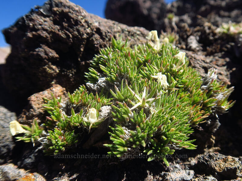 Henderson's phlox leaves (Phlox hendersonii) [Adams Glacier moraine, Mt. Adams Wilderness, Skamania County, Washington]