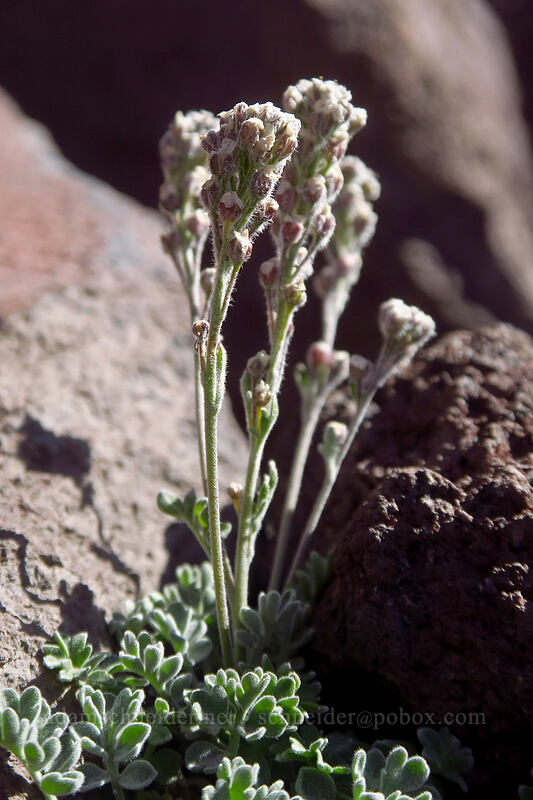 small-fruited smelowskia, going to seed (Smelowskia ovalis) [Adams Glacier moraine, Mt. Adams Wilderness, Yakima County, Washington]