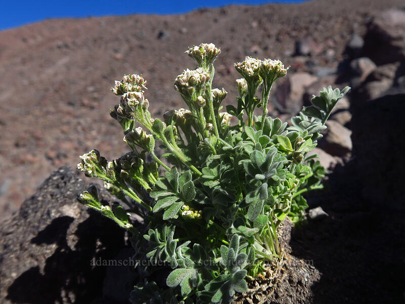 small-fruited smelowskia, going to seed (Smelowskia ovalis) [Adams Glacier Meadows, Mt. Adams Wilderness, Yakima County, Washington]