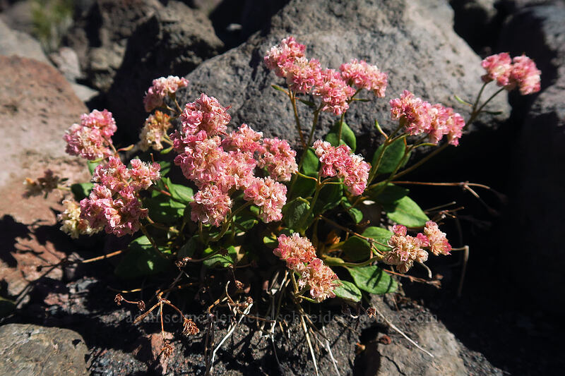 alpine buckwheat (Eriogonum pyrolifolium var. coryphaeum) [Adams Glacier Meadows, Mt. Adams Wilderness, Yakima County, Washington]