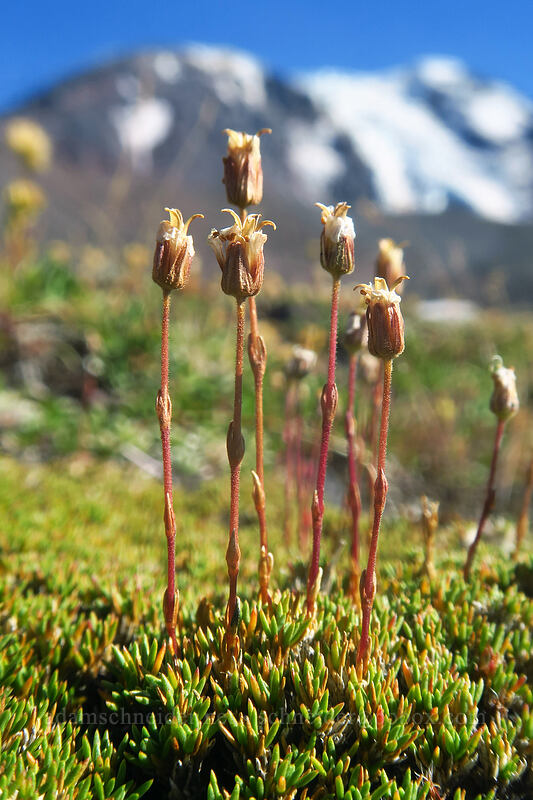 alpine sandwort, fading (Minuartia obtusiloba (Cherleria obtusiloba) (Arenaria obtusiloba)) [Adams Glacier Meadows, Mt. Adams Wilderness, Yakima County, Washington]
