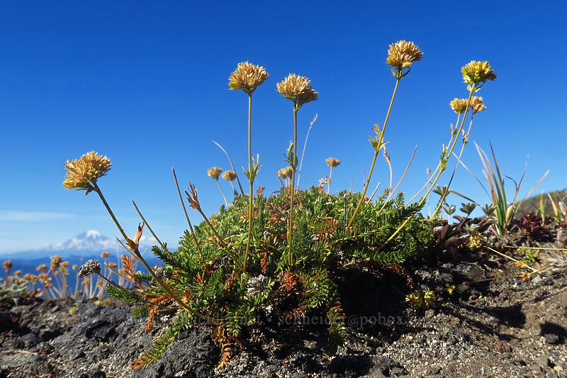 Gordon's ivesia, going to seed (Ivesia gordonii) [Adams Glacier Meadows, Mt. Adams Wilderness, Yakima County, Washington]