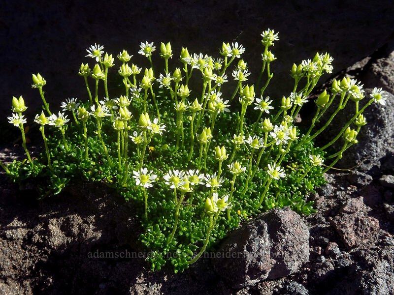 Tolmie's saxifrage (Micranthes tolmiei (Saxifraga tolmiei)) [Adams Glacier moraine, Mt. Adams Wilderness, Yakima County, Washington]