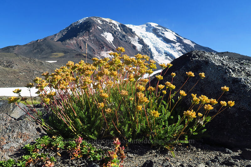 Gordon's ivesia, going to seed (Ivesia gordonii) [Adams Glacier Meadows, Mt. Adams Wilderness, Yakima County, Washington]