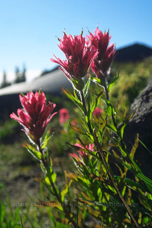magenta paintbrush (Castilleja parviflora var. oreopola) [Adams Glacier Meadows, Mt. Adams Wilderness, Yakima County, Washington]