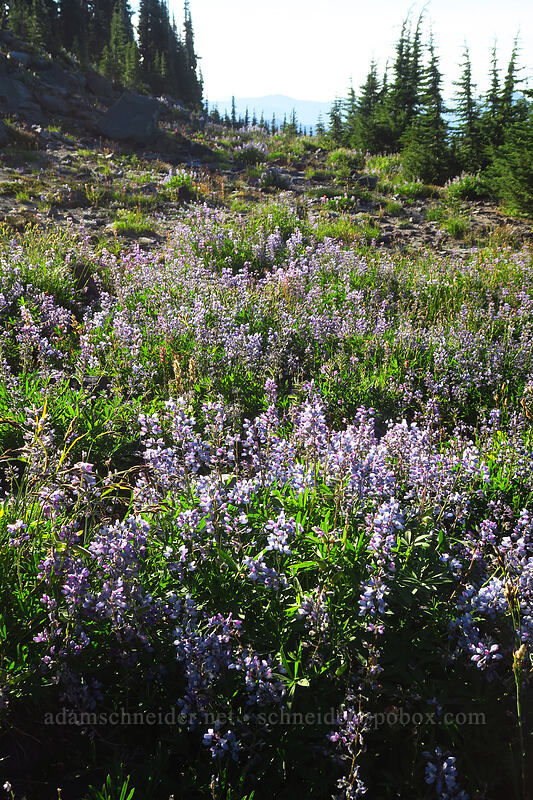 lupines (Lupinus sp.) [High Camp Trail, Mt. Adams Wilderness, Skamania County, Washington]