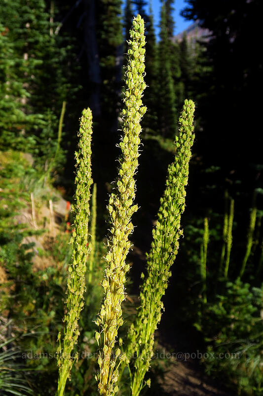 beargrass, going to seed (Xerophyllum tenax) [Pacific Crest Trail, Mt. Adams Wilderness, Skamania County, Washington]