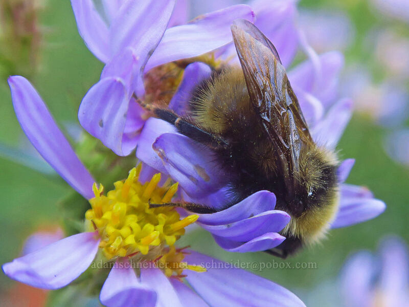 bumblebee sleeping on Cascade asters (Bombus sp., Eucephalus ledophyllus (Aster ledophyllus)) [Pacific Crest Trail, Mt. Adams Wilderness, Skamania County, Washington]