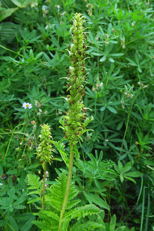 bracted lousewort, going to seed (Pedicularis bracteosa) [Divide Camp Trail, Mt. Adams Wilderness, Skamania County, Washington]