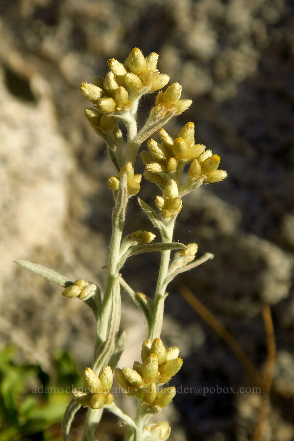 small-head cudweed (Pseudognaphalium thermale (Gnaphalium canescens var. thermale)) [North Fork Lone Pine Creek Trail, John Muir Wilderness, Inyo County, California]
