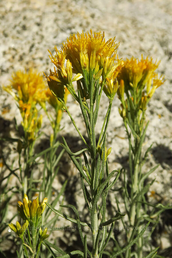 gray rabbitbrush (Ericameria nauseosa (Chrysothamnus nauseosus)) [North Fork Lone Pine Creek Trail, John Muir Wilderness, Inyo County, California]