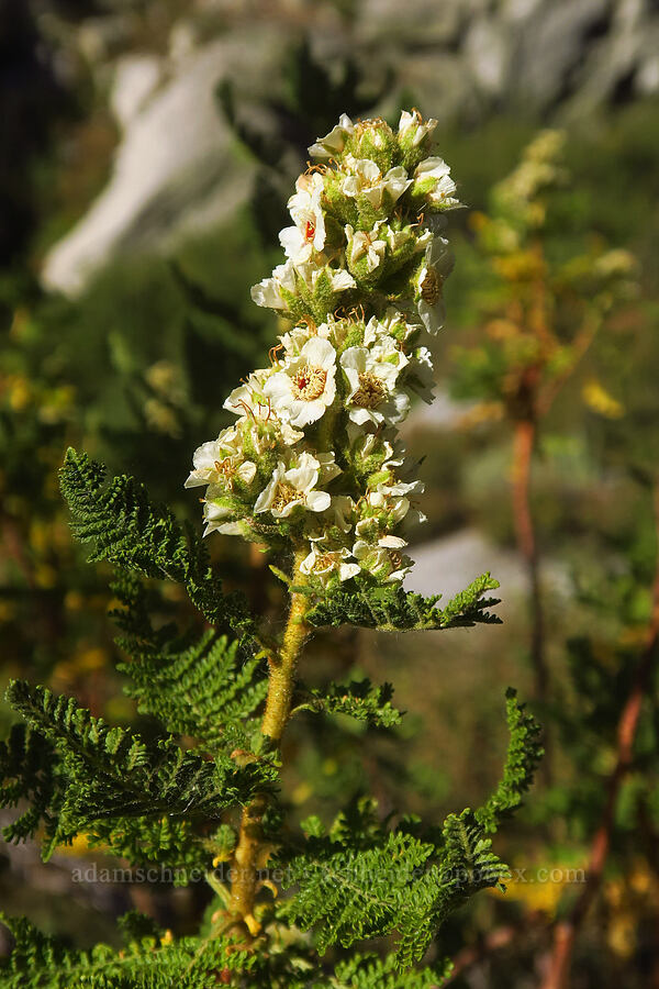 fern bush (Chamaebatiaria millefolium) [North Fork Lone Pine Creek Trail, John Muir Wilderness, Inyo County, California]
