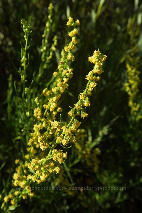 wild tarragon (Artemisia dracunculus) [North Fork Lone Pine Creek Trail, John Muir Wilderness, Inyo County, California]