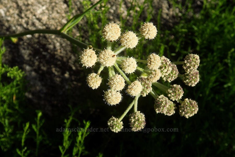 ranger's buttons (Sphenosciadium capitellatum (Angelica capitellata)) [North Fork Lone Pine Creek Trail, John Muir Wilderness, Inyo County, California]