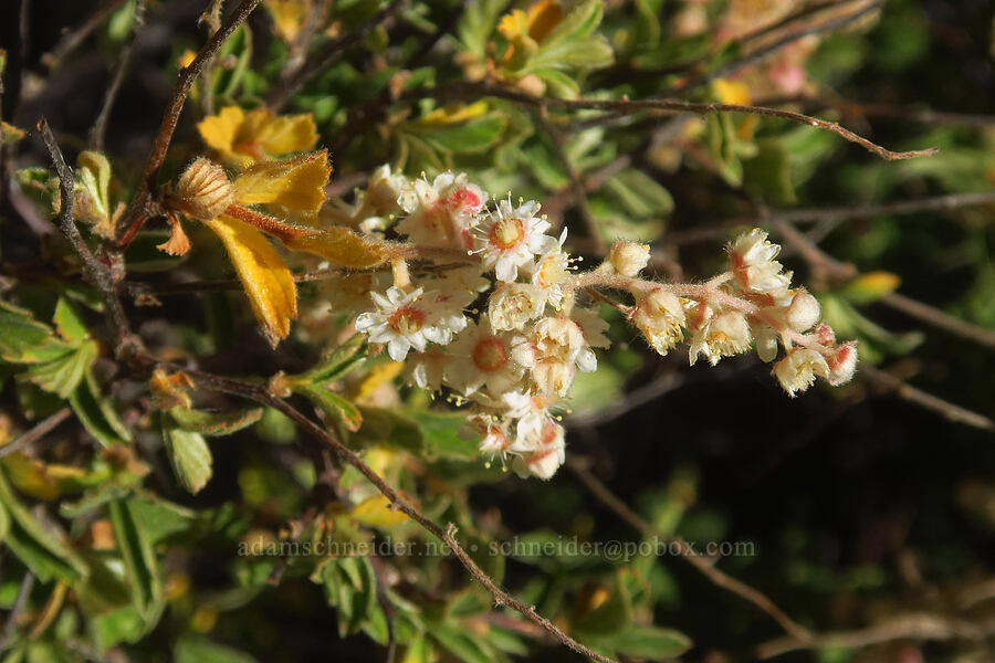ocean-spray flowers (Holodiscus discolor) [North Fork Lone Pine Creek Trail, John Muir Wilderness, Inyo County, California]