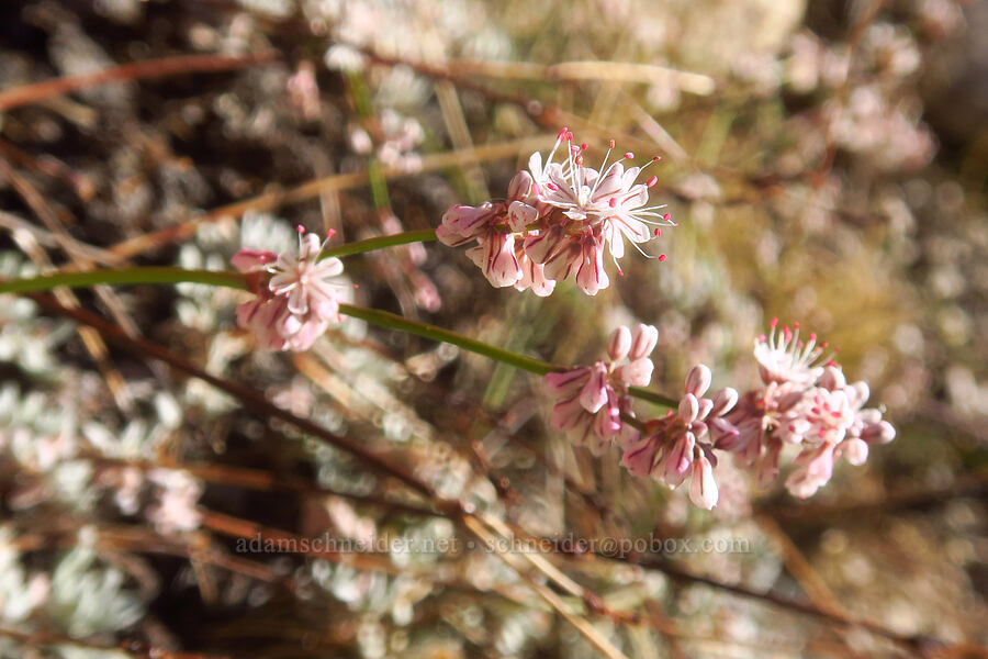 bastard-sage buckwheat (Eriogonum wrightii var. subscaposum) [North Fork Lone Pine Creek Trail, John Muir Wilderness, Inyo County, California]