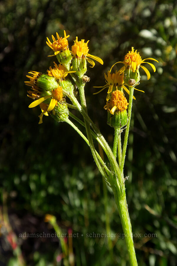 Sierra ragwort (Senecio scorzonella) [Lower Boy Scout Lake, John Muir Wilderness, Inyo County, California]