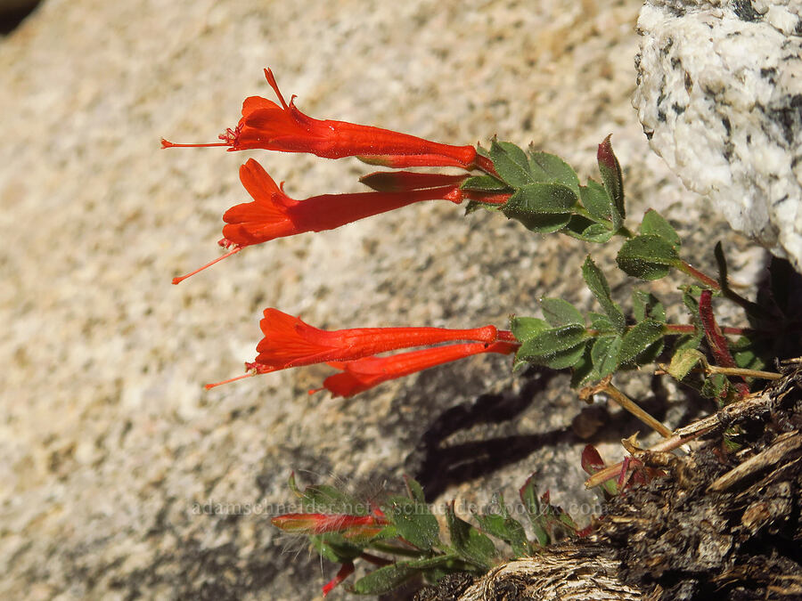 California fuchsia (Epilobium canum (Zauschneria californica)) [above Lower Boy Scout Lake, John Muir Wilderness, Inyo County, California]