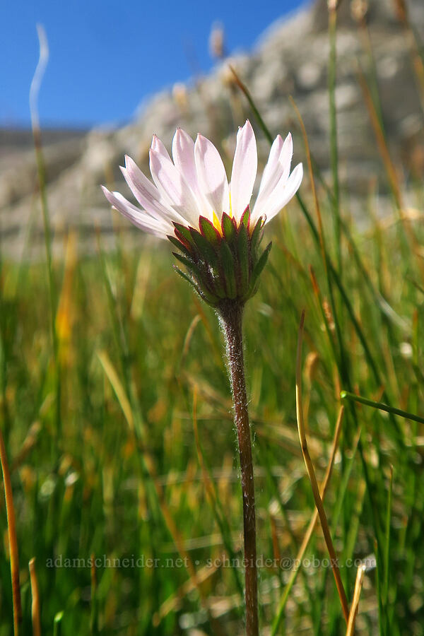tundra aster (Oreostemma alpigenum var. andersonii (Aster alpigenus)) [Upper Boy Scout Lake, John Muir Wilderness, Inyo County, California]