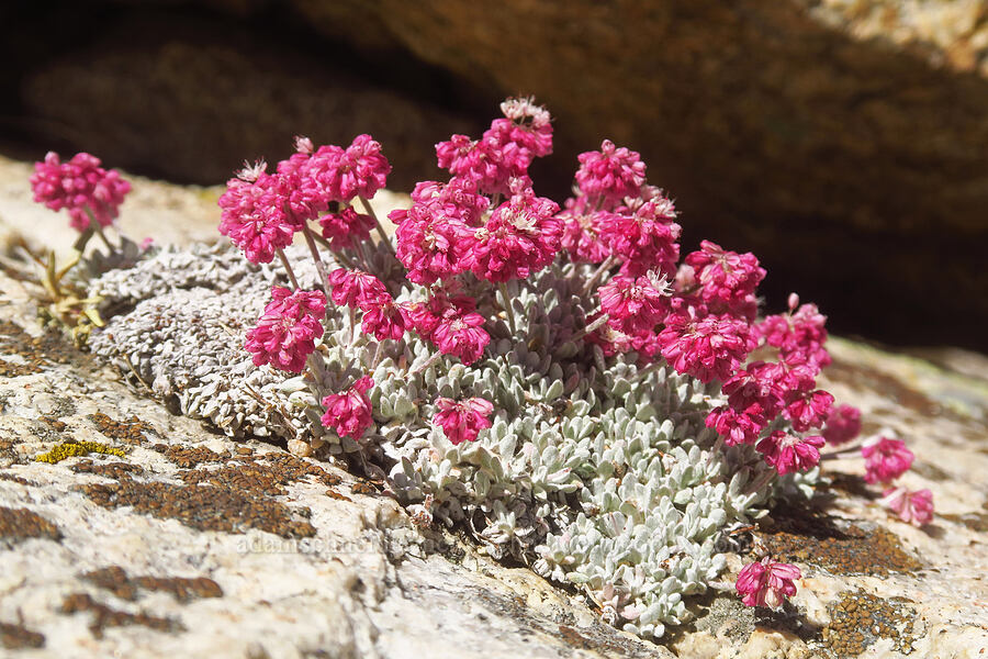 cushion buckwheat (Eriogonum ovalifolium var. nivale) [Upper Boy Scout Lake, John Muir Wilderness, Inyo County, California]
