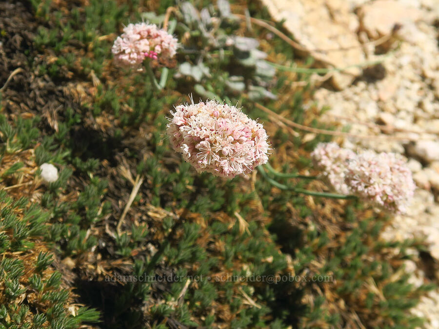 Sierra crest buckwheat (Eriogonum nudum var. scapigerum) [North Fork Lone Pine Creek Trail, John Muir Wilderness, Inyo County, California]