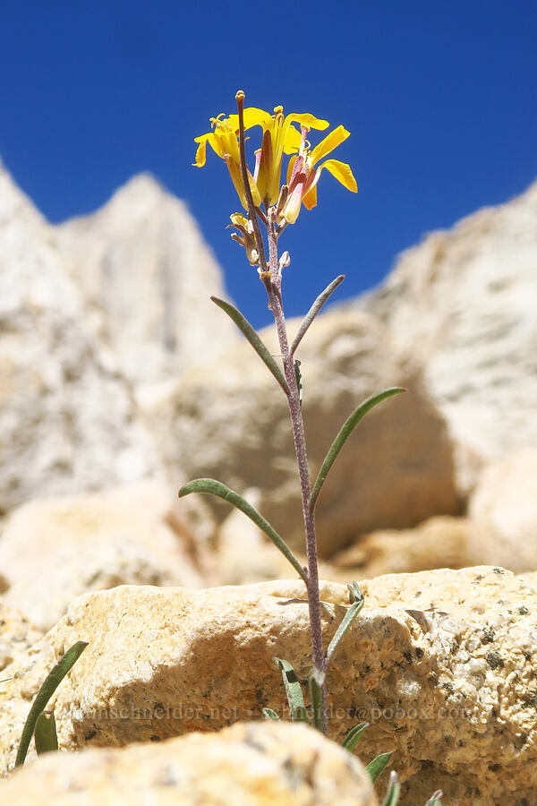 wallflower (Erysimum perenne (Erysimum capitatum var. perenne)) [North Fork Lone Pine Creek Trail, John Muir Wilderness, Inyo County, California]