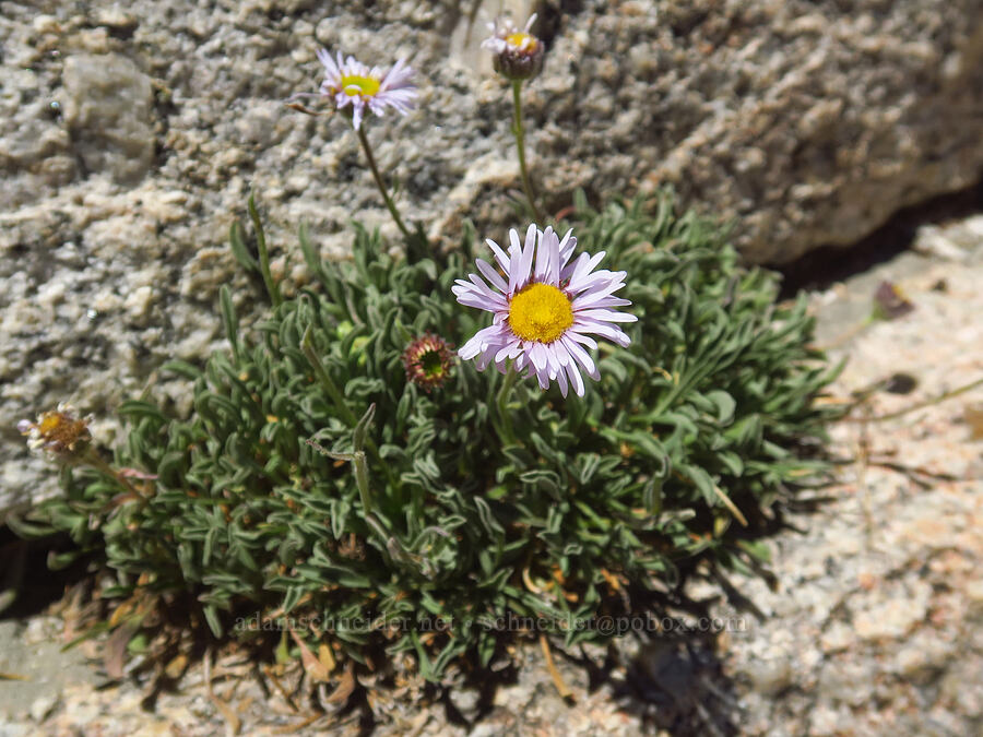 Sierra daisy/fleabane (Erigeron algidus) [Mount Whitney Mountaineer's Route, John Muir Wilderness, Inyo County, California]