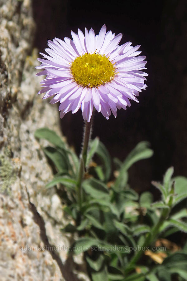 Sierra daisy/fleabane (Erigeron algidus) [Mount Whitney Mountaineer's Route, John Muir Wilderness, Inyo County, California]