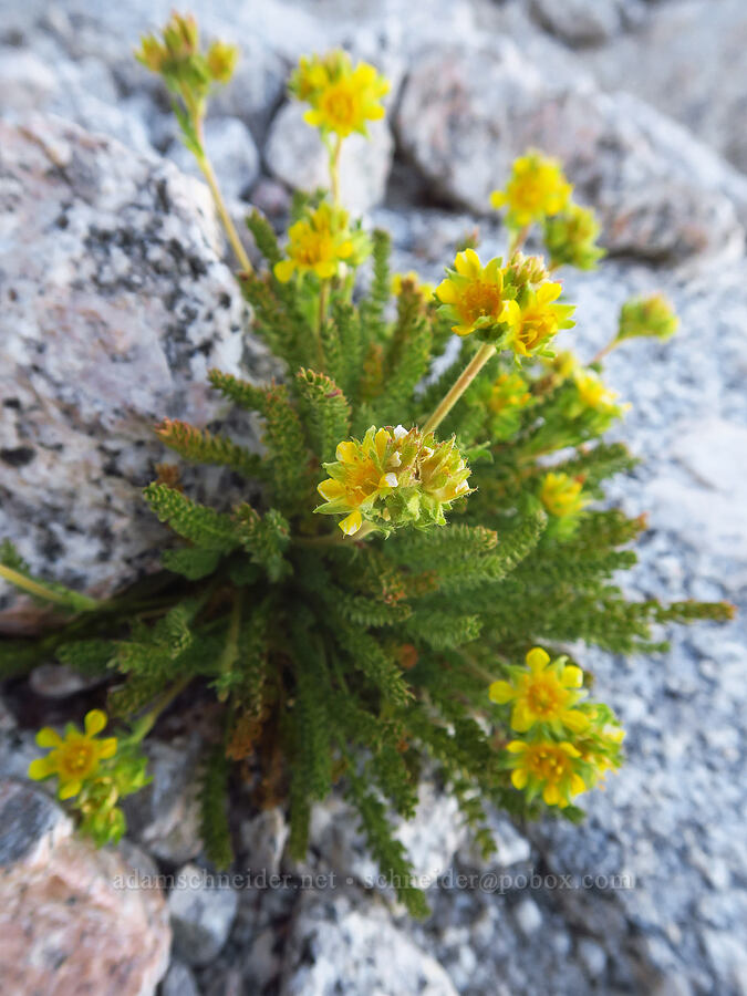 dwarf ivesia (Ivesia pygmaea) [Mount Whitney Mountaineer's Route, John Muir Wilderness, Inyo County, California]