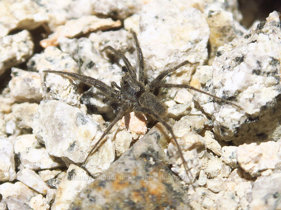 thin-legged wolf spider (Pardosa sp.) [Mount Whitney Mountaineer's Route, John Muir Wilderness, Tulare County, California]