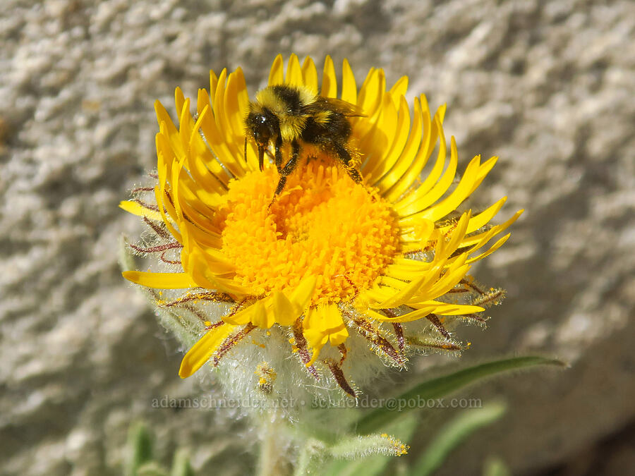 bumblebee on alpine-gold (Bombus sp., Hulsea algida) [Mount Whitney Trail, Sequoia National Park, Tulare County, California]