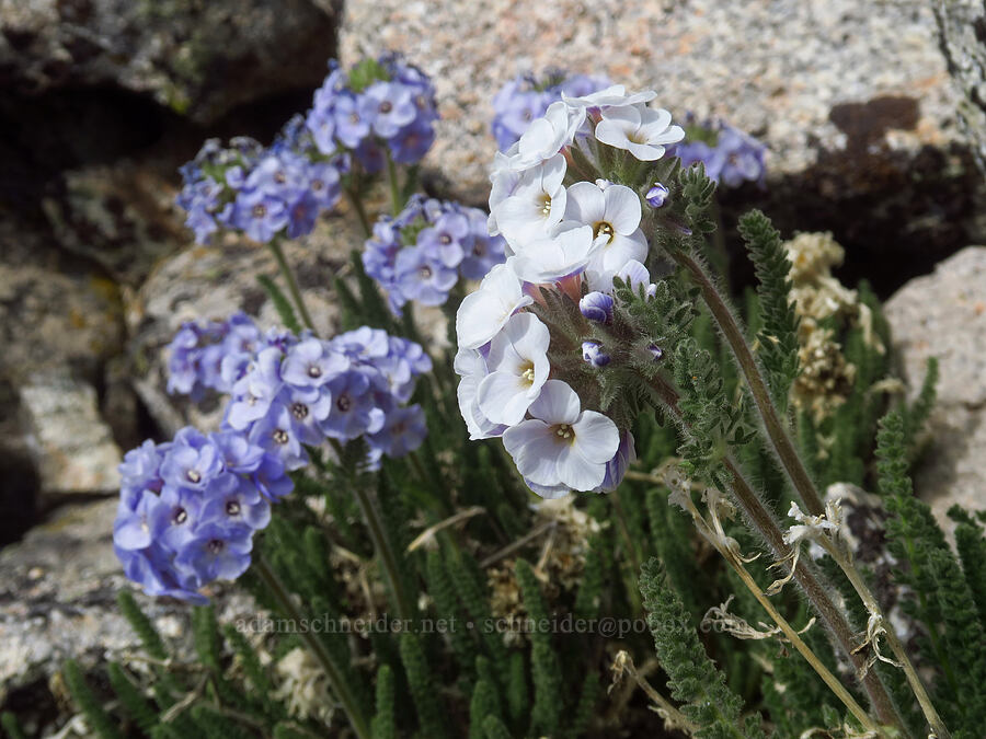 white & blue sky pilot (Polemonium eximium) [Mount Whitney Trail, Sequoia National Park, Tulare County, California]