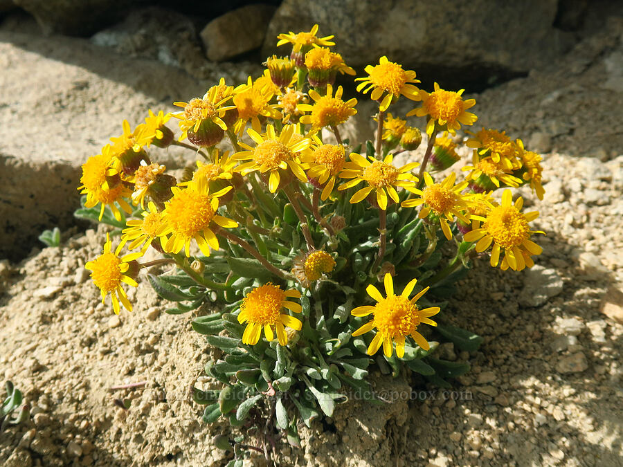 Werner's hoary groundsel (Packera werneriifolia (Senecio werneriifolius)) [Mount Whitney Trail, Sequoia National Park, Tulare County, California]