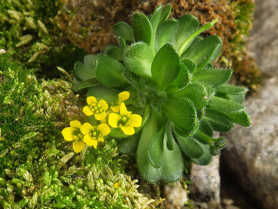 granite draba (Draba longisquamosa (Draba lemmonii)) [Mount Whitney Trail, John Muir Wilderness, Inyo County, California]