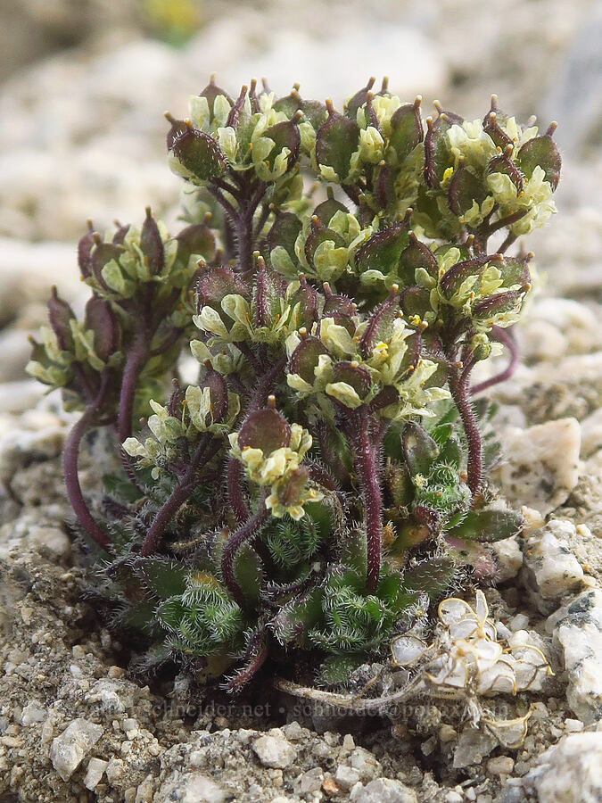 granite draba, going to seed (Draba longisquamosa (Draba lemmonii)) [Mount Whitney Trail, John Muir Wilderness, Inyo County, California]