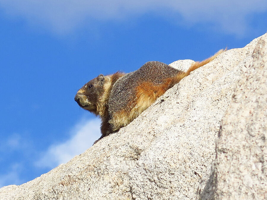 yellow-bellied marmot (Marmota flaviventris) [Mount Whitney Trail, John Muir Wilderness, Inyo County, California]