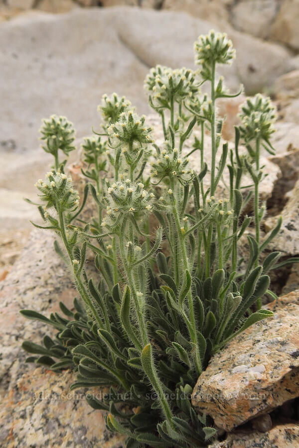 Sierra cryptantha, going to seed (Oreocarya nubigena (Cryptantha nubigena)) [Mount Whitney Trail, John Muir Wilderness, Inyo County, California]