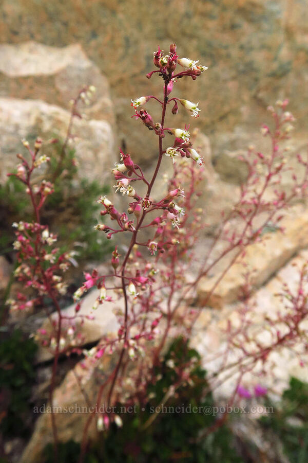 pink alumroot (Heuchera rubescens) [Mount Whitney Trail, John Muir Wilderness, Inyo County, California]