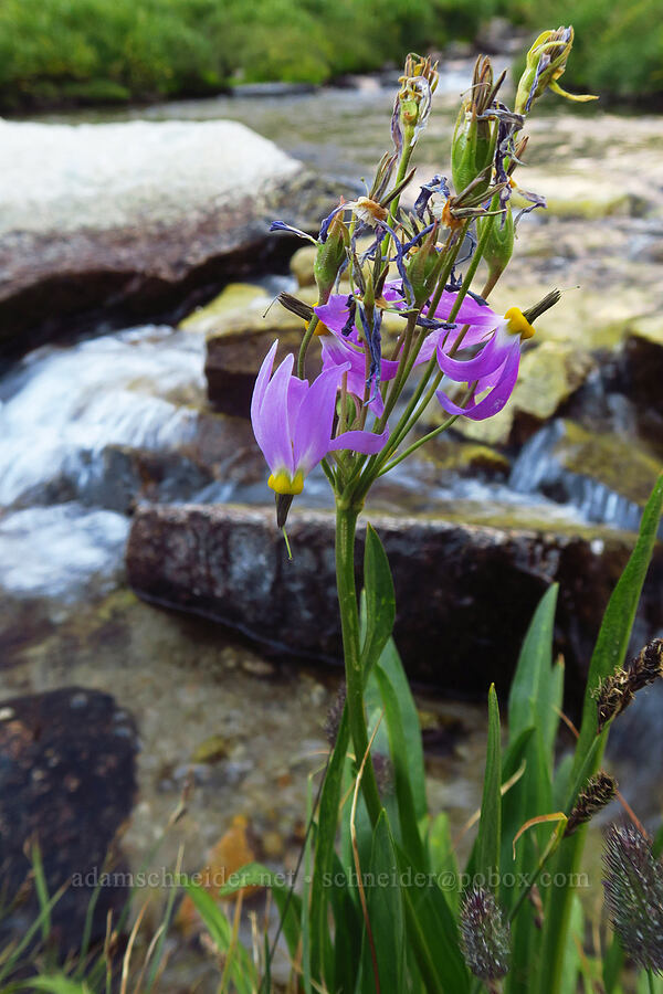 scented shooting stars (Dodecatheon redolens (Primula fragrans)) [Mount Whitney Trail, John Muir Wilderness, Inyo County, California]